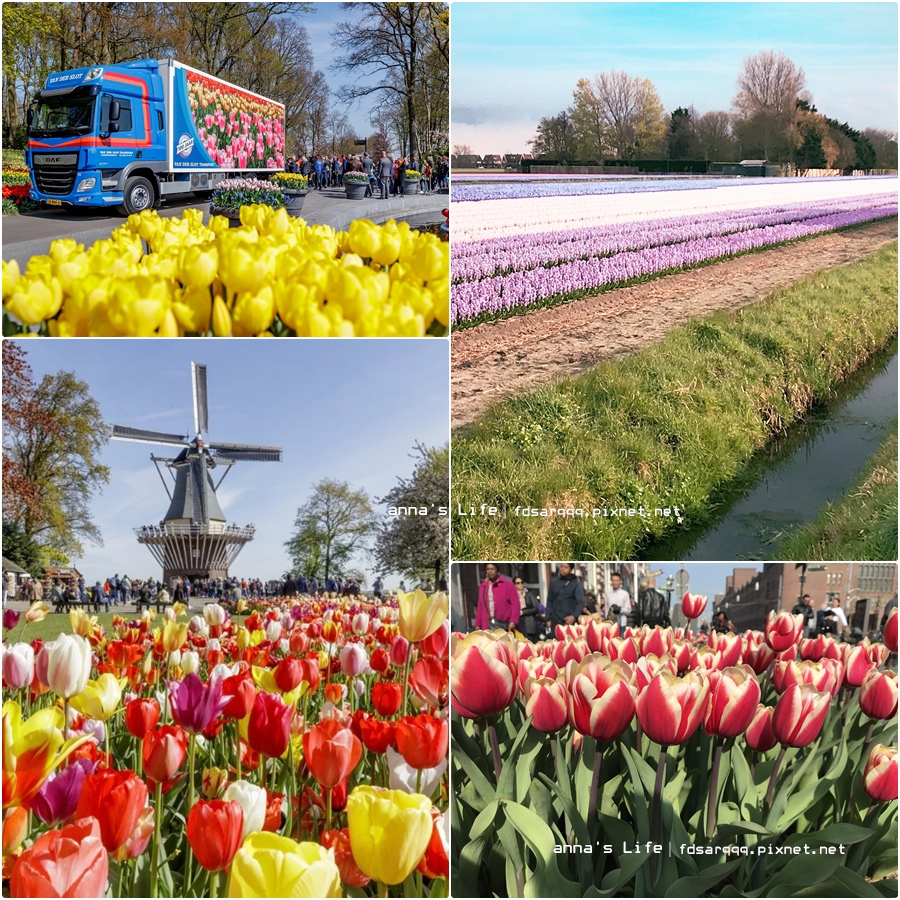 荷蘭 年鬱金香花季賞花路線 庫肯霍夫花園 Keukenhof 及鬱金香花田完整交通攻略 花期預測 安娜の放生手記